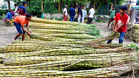 Vendors arrange sugarcane stalks for sale at the Machkhowa wholesale market on the banks of the Brahmaputra river, in Guwahati,