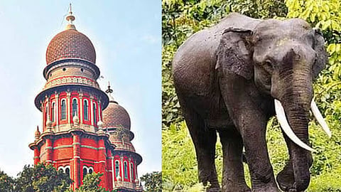 Madras HC sets aside order to shift captive elephants to government rehab camps 