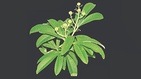 Jatropha livingstonei