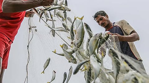 Representative image for fisheries