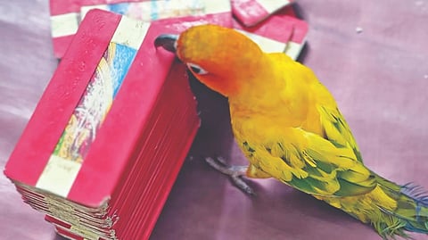 Parrot