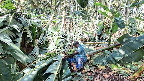 A farmer tries to take away bananas from the devastated farm in Tiruvaiyaru, Thanjavur, on September 7.