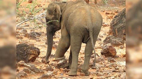 Injured wild elephant seen with the iron wire snare on its foreleg.