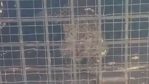 Leopard caught in a cage at an estate in O' Valley  