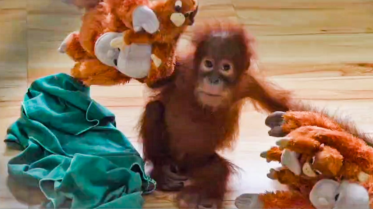 Odisha forms technical panel for care of five rescued orangutans