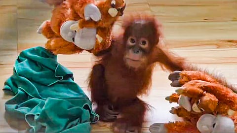 Odisha forms technical panel for care of five rescued orangutans
