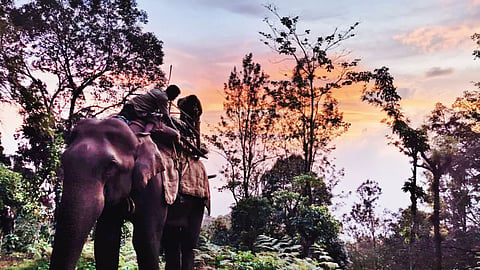 A kumki involved in search operation by forest officials.