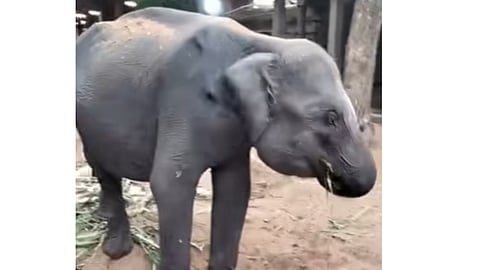 Elephant calf from Assam reaches Madurai