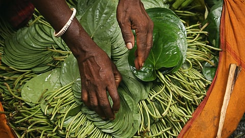 Betel leave