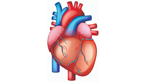 Constant stress, chronic inflammation could cause structural changes to heart: Study