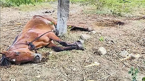 Temple horse served as their deity for 23 years at the Ukrandi Amman Temple in Namakkal.