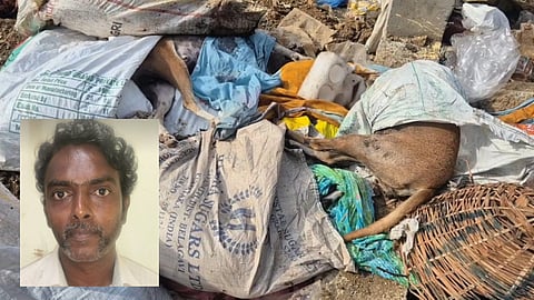 Stray dogs were found dead in streets of Madambakkam near Tambaram