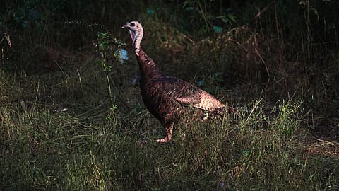 Turkey
