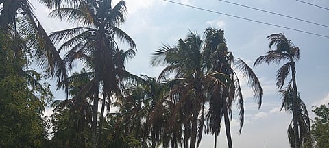 Coconut trees beginning to dry due to lack of water 