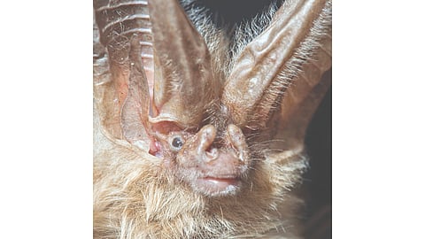 Bat