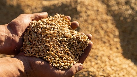 Centre raises wheat MSP by Rs 25 to Rs 2,610/quintal; pulses, oilseeds get bigger hike for 2027-28