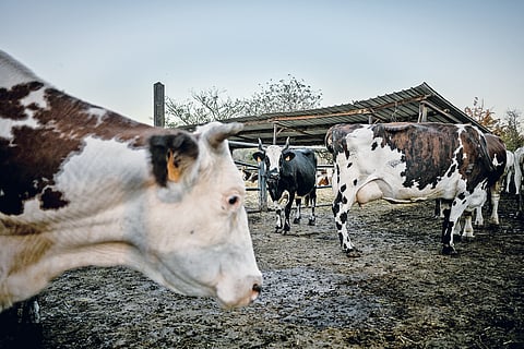 Cow