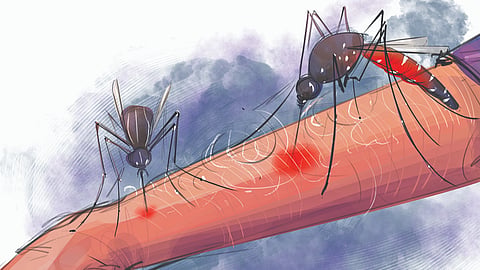 Dengue cases more than double in Chennai in September