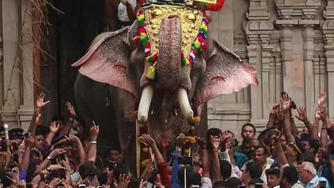 Madras HC gives TN 4 weeks to frame SOP for elephants at temple festivals