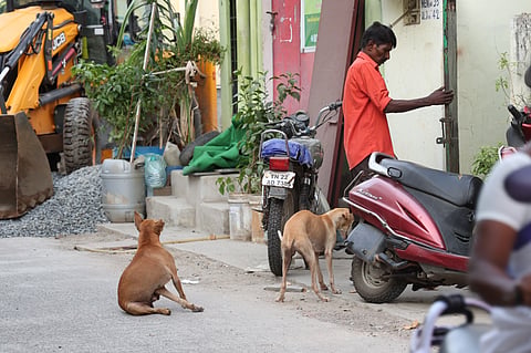  stray dog menace on Daniel Street
