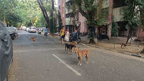 Stray dogs