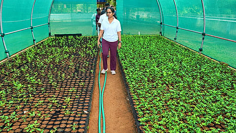Tiruchy City Corporation Commissioner N Ponmani inspects saplings grown at nursery garden in Ambedkar Nagar on Saturday