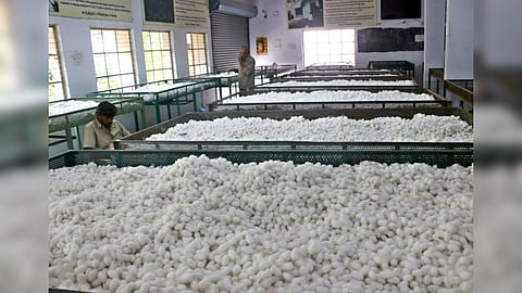 Different varieties of cocoons kept for auction at the Government Cocoon Market in Coimbatore.