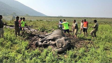Efforts under way to rescue the trapped elephant
