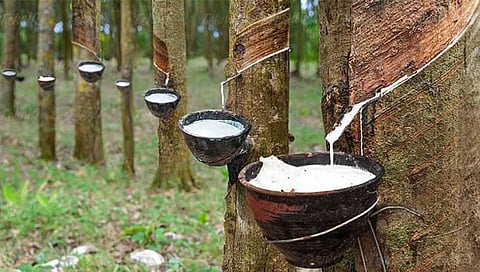 Natural Rubber 