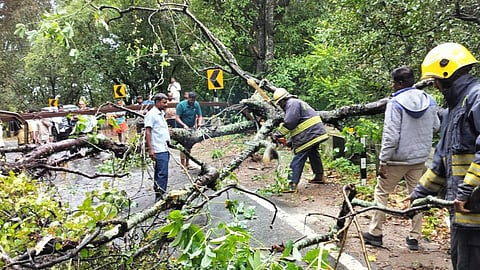 Heavy rains cause tree falls in Coonoor

