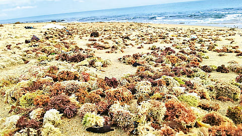 Red-coloured sea sponges have washed on the shore along the Ramanathapuram coast.