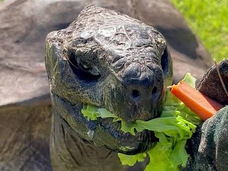 tortoise