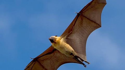bat