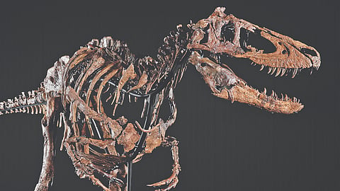 An undated photo provided by Matthew Sherman shows the mounted skeleton of “Jodi,” a Nanotyrannus cf. lancensis. The skeleton belonging to a smaller relative of Tyrannosaurus rex was sold at a Sotheby’s auction on Tuesday, Oct. 27, 2026, for nearly $47.3 million, far beyond projections. It was the latest lucrative sale of a fossil coming out of the field of commercial paleontology.