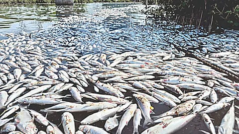 Fish deaths, untreated sewage expose gaps in Ennore restoration: Report