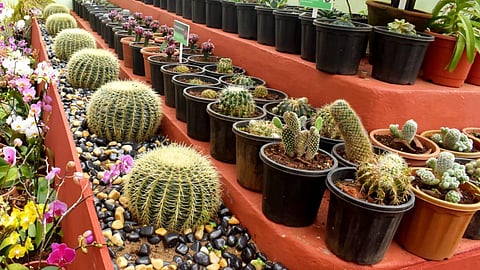 Cactus plants featured at Government Botanical Garden in Ooty