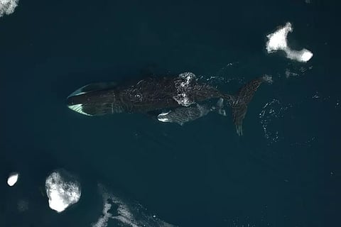 Mammal matters Prize for longest pregnancy may go to this whale