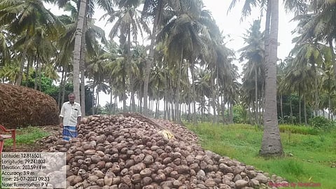 A farmer in Ranipet distict with freshly plucked coconuts, which will be dried and turned into copra
