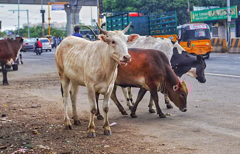 Cattle, pigs and dogs can be seen roaming the main roads and streets at all hours of the day and night