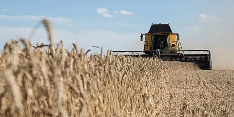 Food insecurity: The myth of global grain shortages