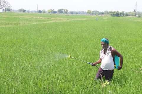 Lush green paddy fields in Delta are staring at water shortage