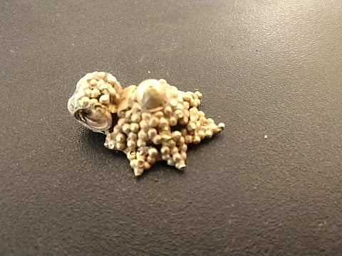 Gold ornament unearthed during the Vembakottai excavation