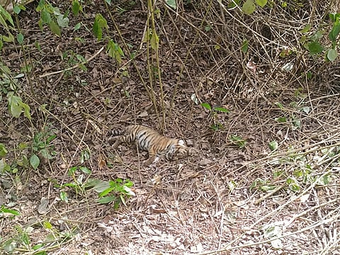 Carcass of one of the two tiger cubs found in the Mudumalai Tiger Reserve