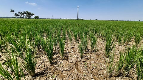 View of parched land seen in Nagapattinam