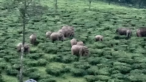 Representative image of wild elephants