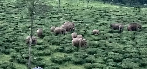 A herd of wild elephants camping in an estate in Valparai and tourists watching and clicking photos of the herd