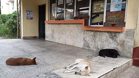 Stray dogs in front  of the closed ticket counter at the station