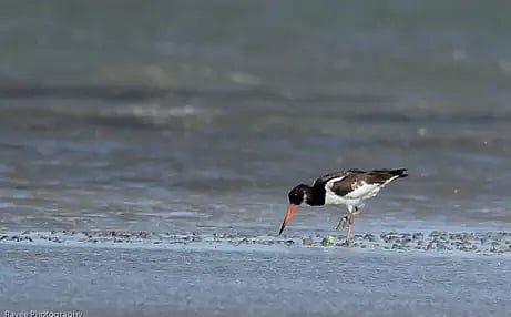 138 bird species recorded during census in Ramnad wetland sites