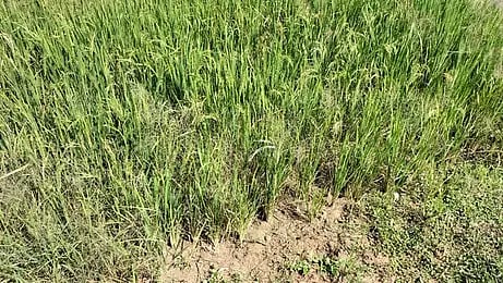 Paddy withering in tail-end regions of Delta due to water scarcity