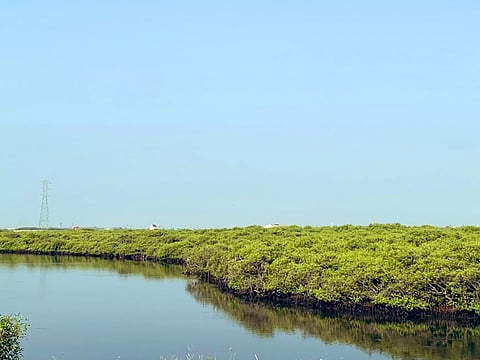 Mangrove forests at the Gulf of Mannar near Thoothukudi (file photo)